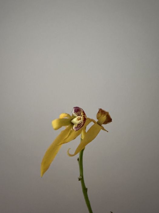 Orquidea encyclia radiata