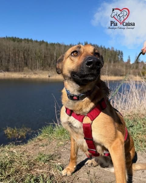 Kochaniutka Pola szuka domku