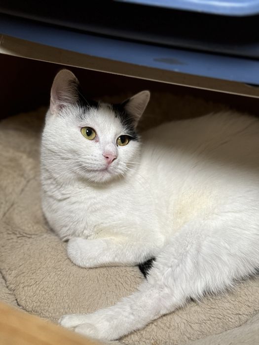 Взрослые котейки в любящие семьи