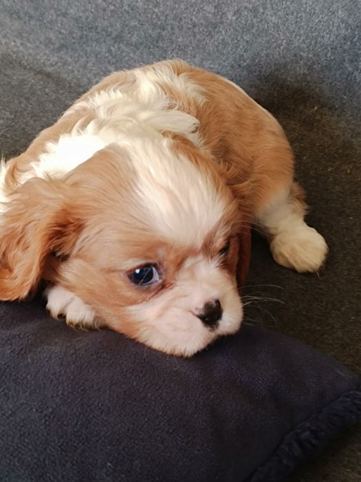 Cavalier King Charles Spaniel Blenheim (Suczka)