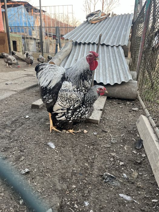 Інкубаційні яйця Віандот