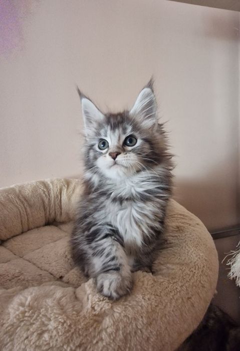 Maine coon kotka kocięta
