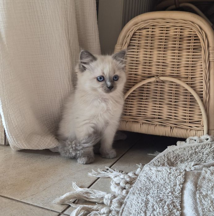 Ragdoll kocurek.     .