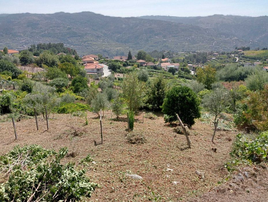 Terreno em Enxames, Santa Cruz do Douro