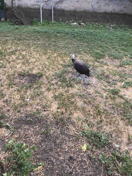 Продам цесарок 11 мес