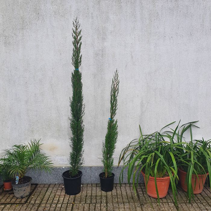Cupressus Sempervirens/ TOTEM / STRICTA 20 A 600 CM