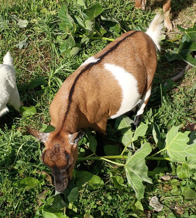Cabras Anãs - Fêmea
