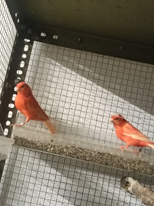 Vende se canários