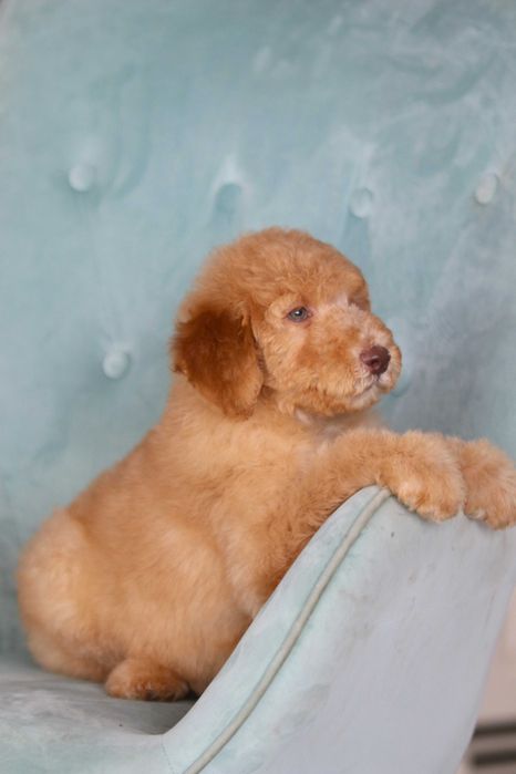 Urocza Goldendoodle F1B suczka, morelowo-czerwona, 8 tygodni Filmik