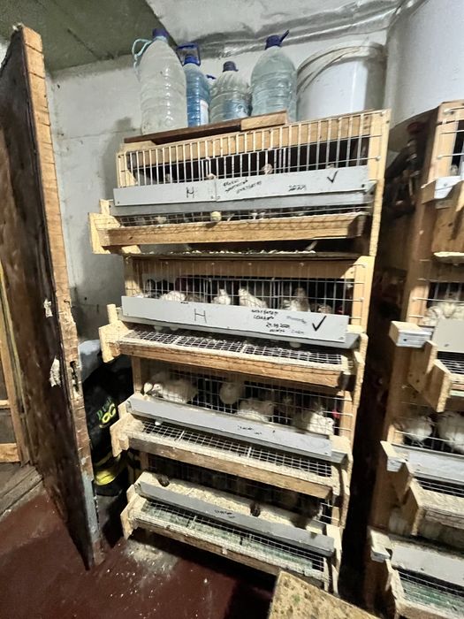 Яйцо инкубационное перепелки