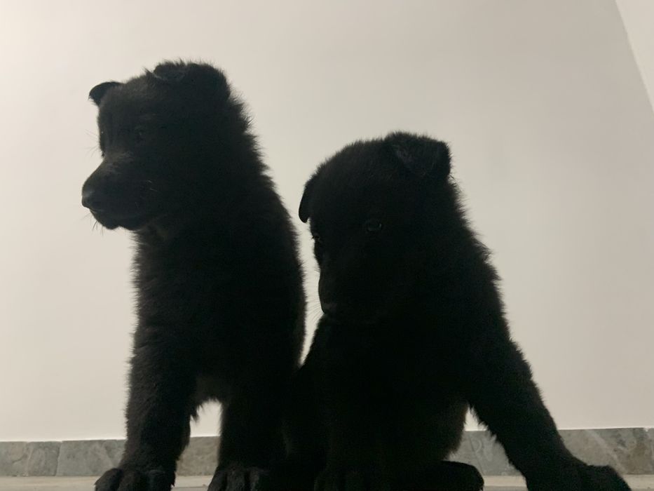 Цуценята чорної  німецької  вівчарки резерв ( бронь )