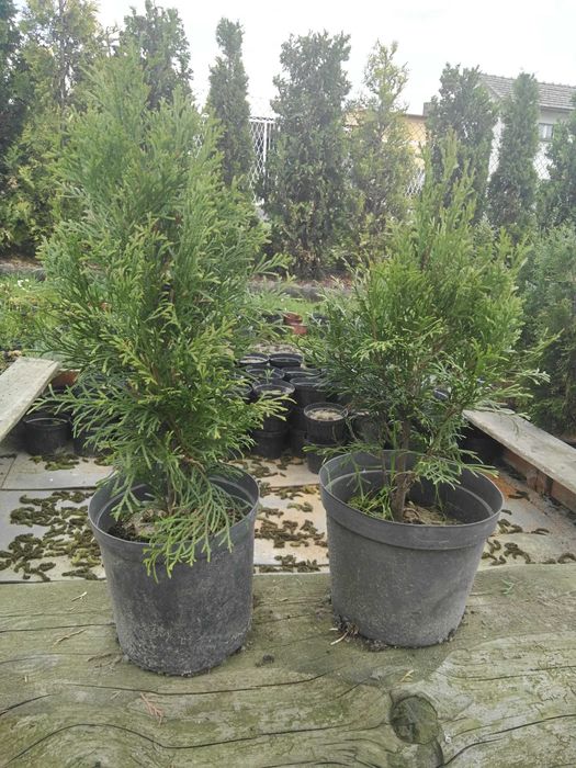 Tuja  wysokość 30 cm