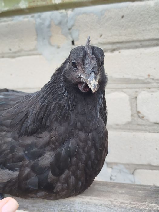 Куры Амераукана ,Ухейлюй