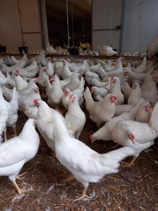 Nioski Leghorn 24 tygodnie! Wysyłka od 10 sztuk.