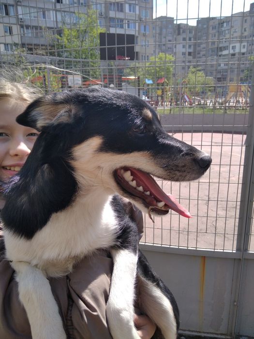 Ищем собачку. Потерялась. Девочка. Фанюша. Фанни.