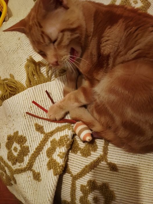 Gatinho macho amarelo