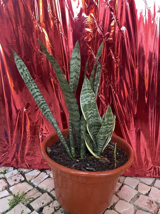 Plantas diversas em vasos (crassula, espada s.jorge, bambu)