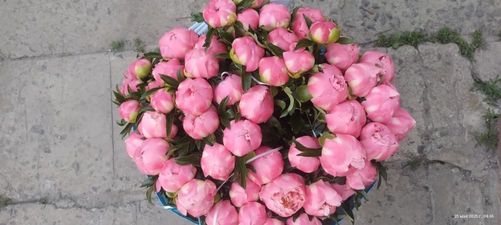 Продам пион сортовой и обычный