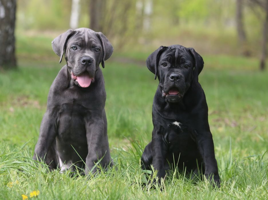 Щенки кане корсо