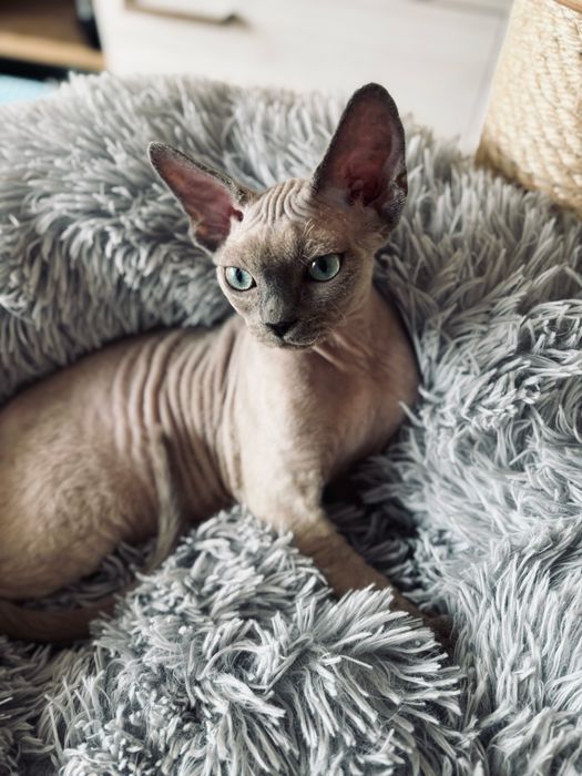 Kot Devon Rex chlopiec Enzo. Esencja miłosci