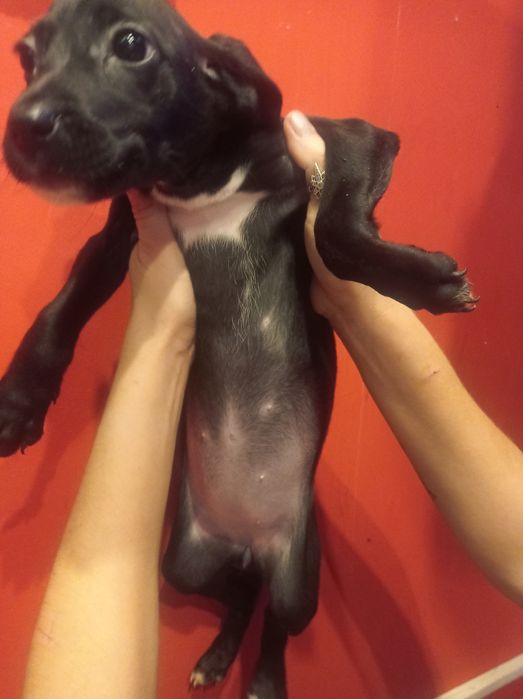 Долматинка манюня