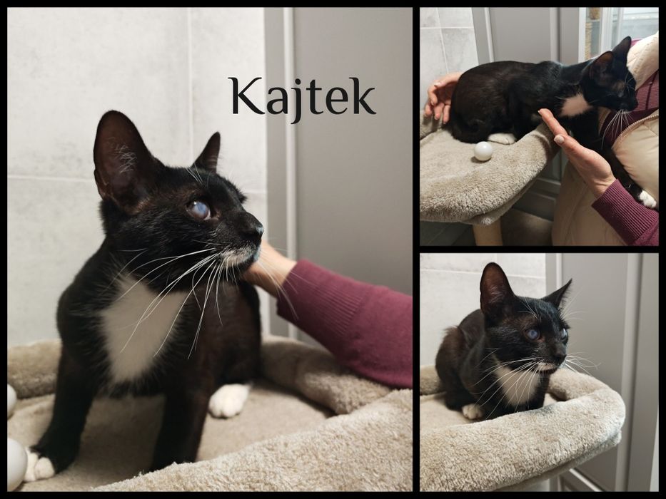 Wyjątkowe kociaki do adopcji