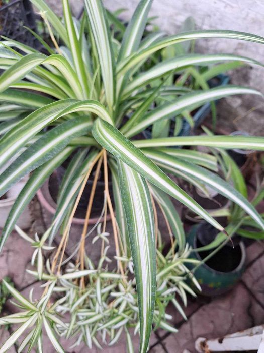 Хлорофітуми трьох видів