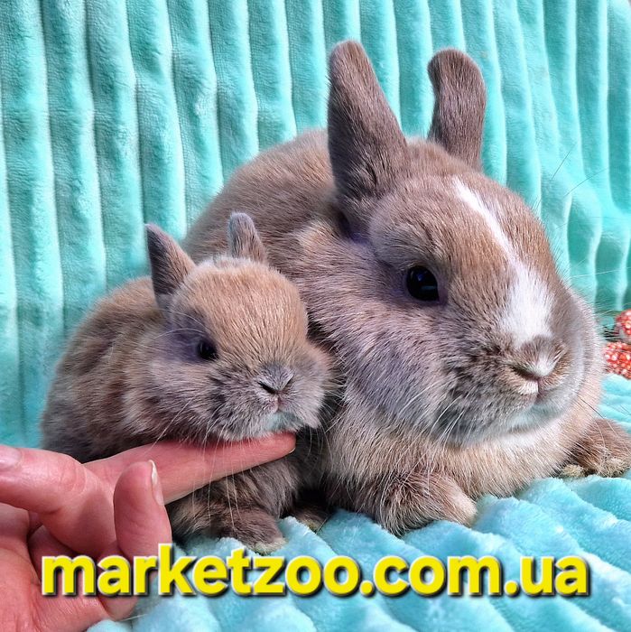 Netherland Dwarf хлопчик окрасу кремовий мардер — ніжність і рідкість