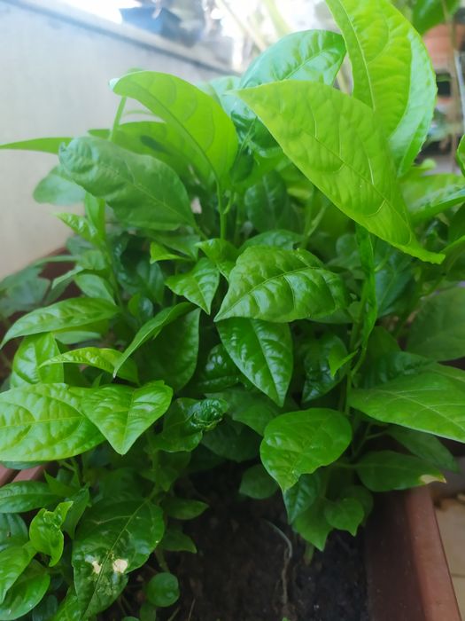 Vendo árvore  Maracujá