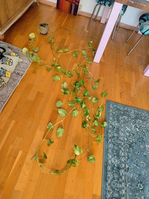 Długie epipremium złociste