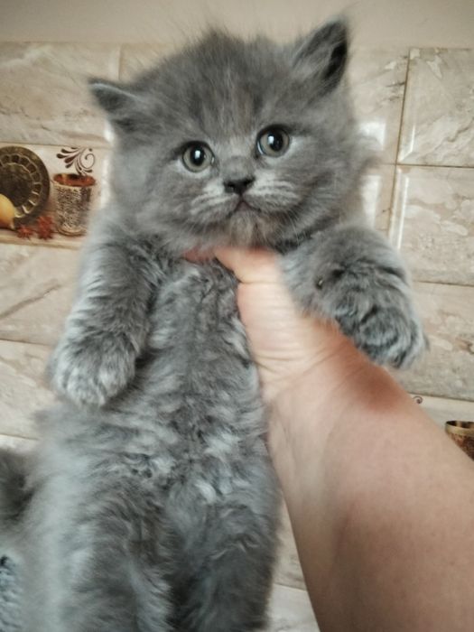 Британська дівчинка