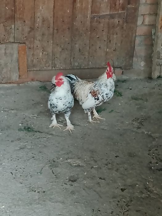 Петушки лилипуты