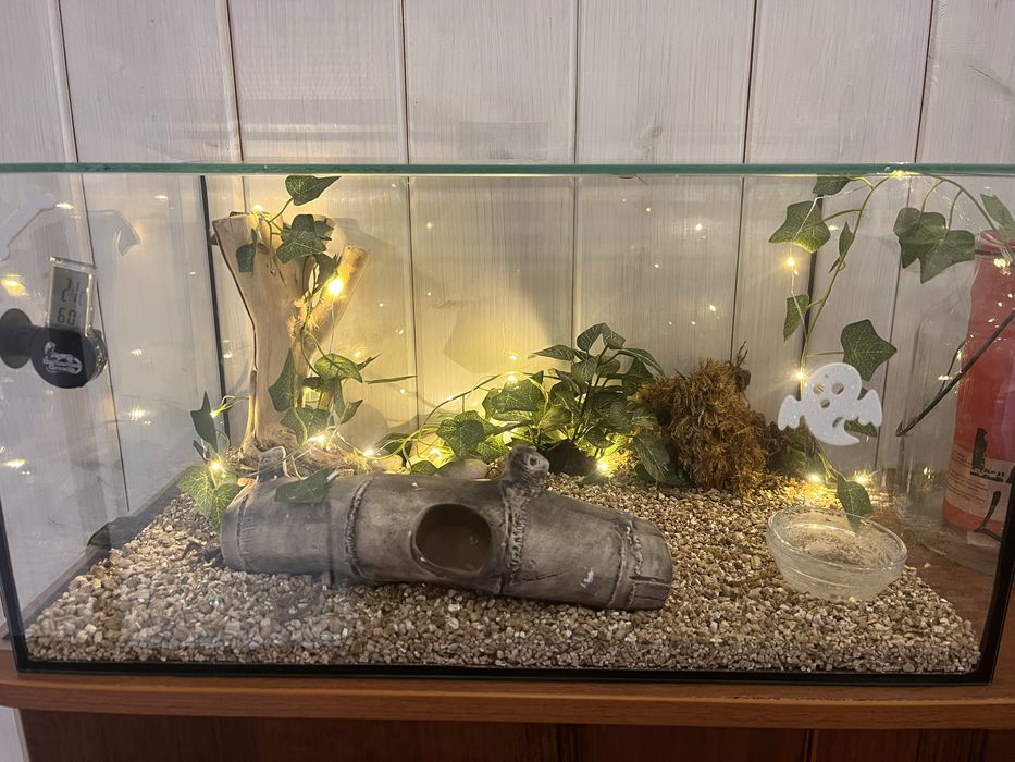 Терраріум під ключ