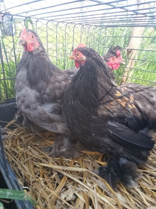 Drób ozdobny gęsie biegusy kochin Czubatka