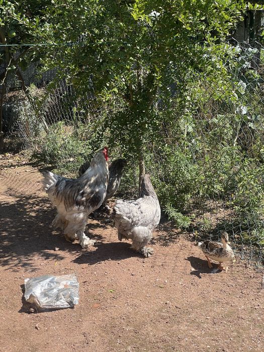 Trio de brahmas cinza