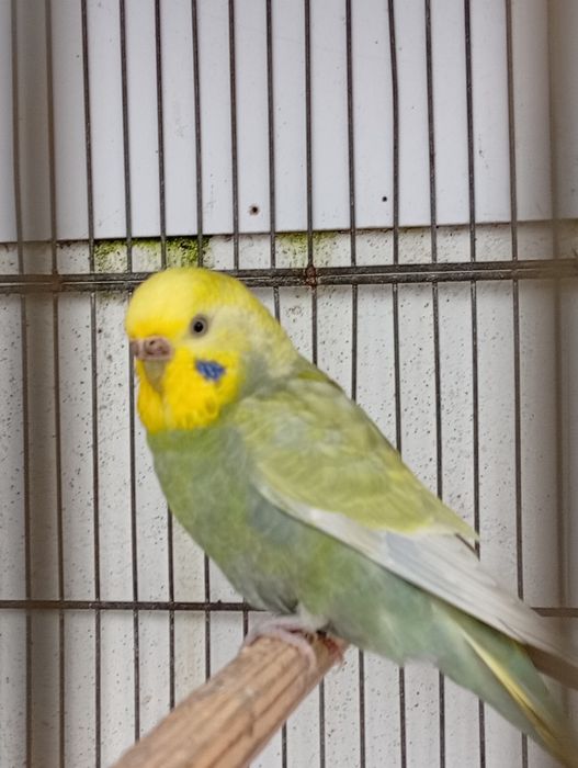 Piriquitos arco íris