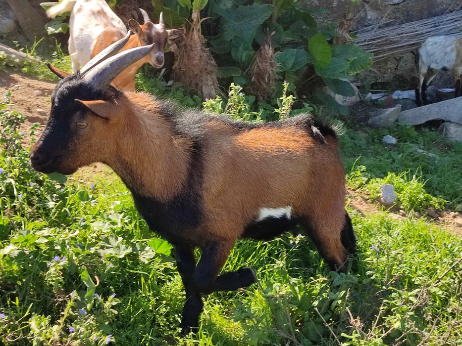Cabrito Anão com 8 Meses