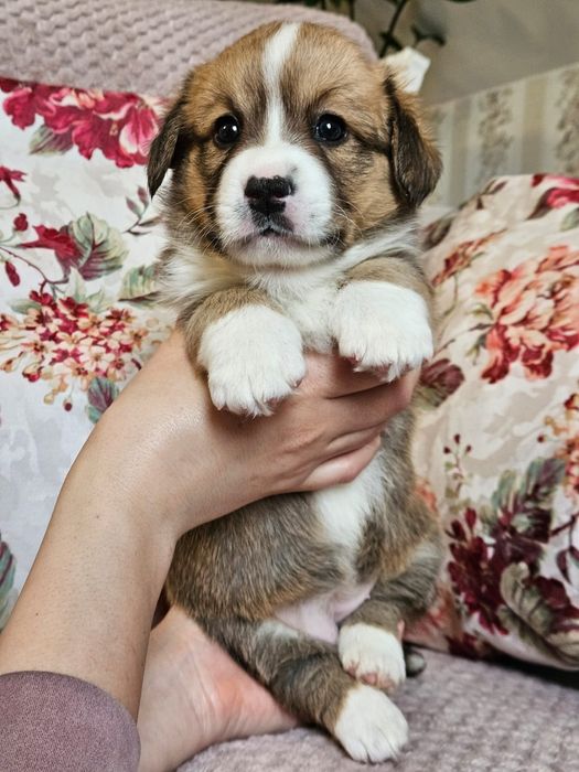 Welsh Corgi Cardigan ruda suczka FCI