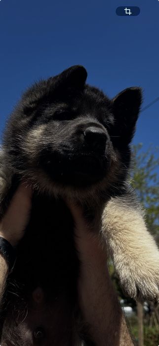 Чистокровні цуценята німецькоївівчарки