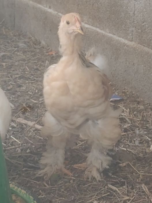 Vendo frangos de raça