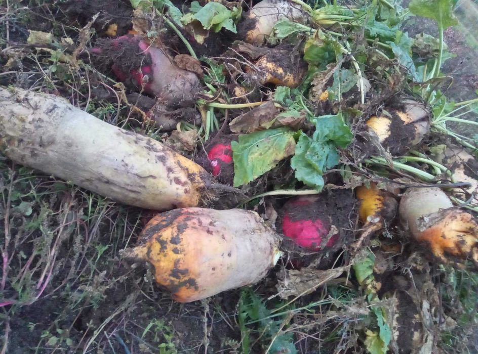 Буряк продам кормовий