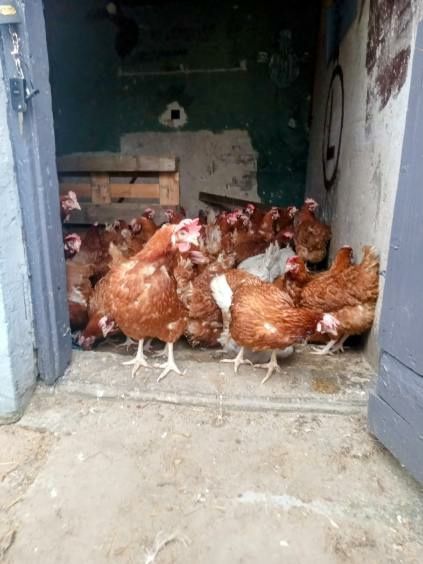 Sprzedam kury nioski