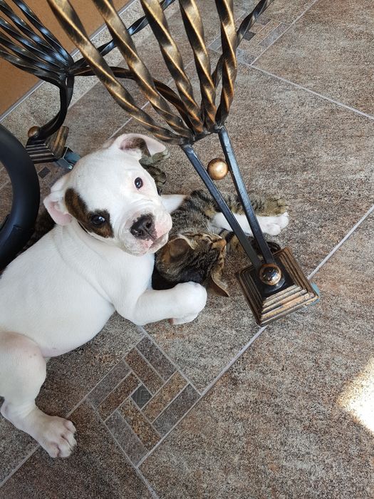 Предлагаю для вязки породистого  кабеля американского бульдога.