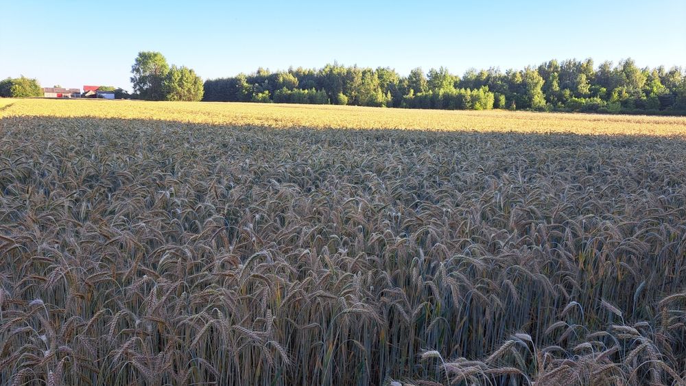 Pszenżyto  _ zboże paszowe, ozime