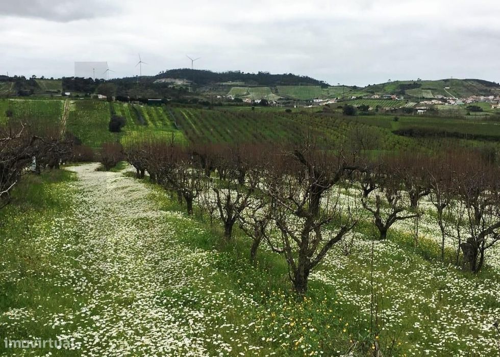 Terreno Agrícola com Pereiras Plano com Irrigação — Azueira E Sobral Da Abelheira, Lisboa