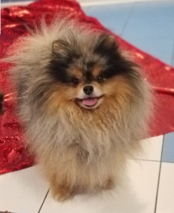 Вязка !Мальчик померанский шпиц