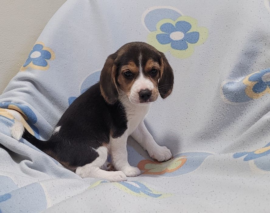 Beagle tricolor femea