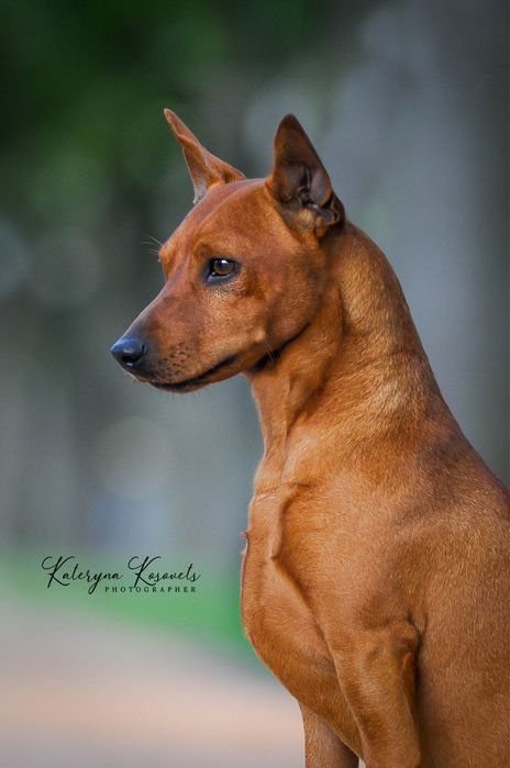 Хлопчик Цвергпінчера