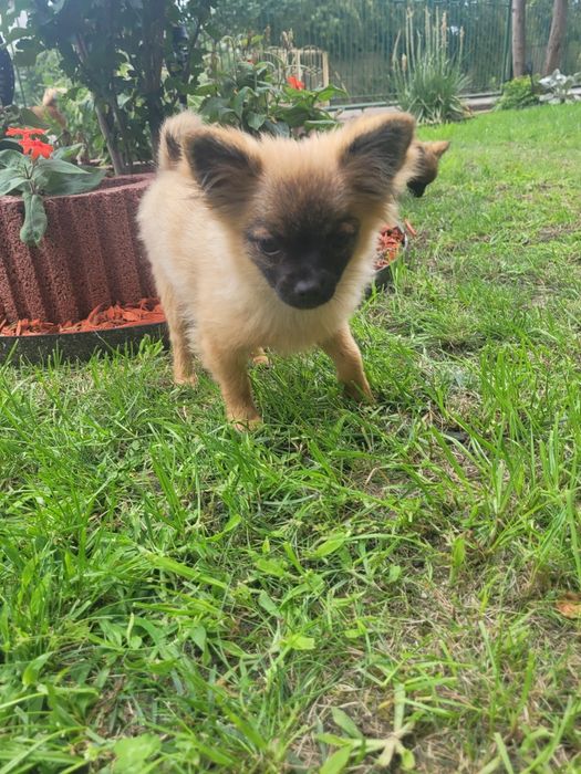 Chihuahua dziewczynka