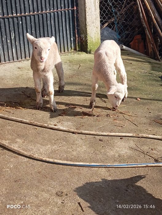 Ovelha com dois borregos